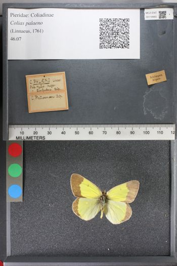 Media type: image;   Entomology 118965